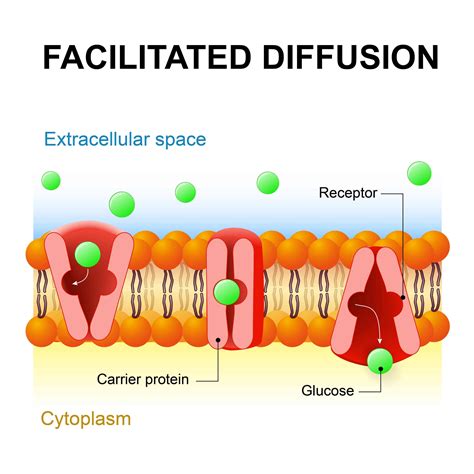 substances transported by facilitated diffusion.